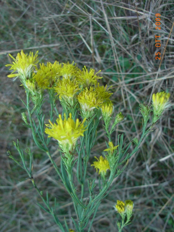 Galatella linosyris (=Aster linosyris) / Astro spillo d''oro